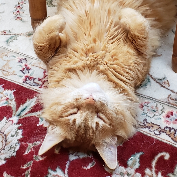 Meet your Posher, Jason - Picture 1 of 1